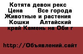 Котята девон рекс › Цена ­ 1 - Все города Животные и растения » Кошки   . Алтайский край,Камень-на-Оби г.